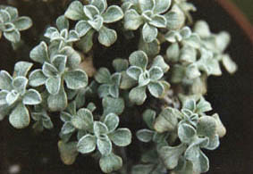 Helichrysum confertum